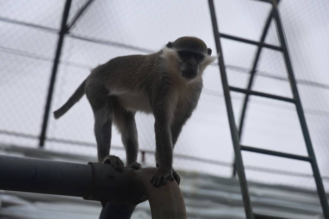 Firari Örümcek Maymunu Konya'daki hayvanat bahçesine getirildi 1